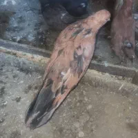 سرورماده|پرنده|انزل, |دیوار