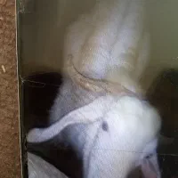 گوسفند|حیوانات مزرعه|قروه, |دیوار