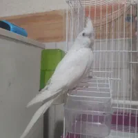 عروس هلندی البینو