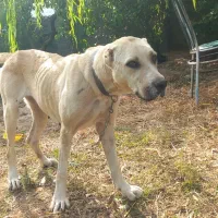 ماده افغان گمشده