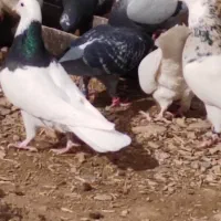 کبوتر|پرنده|درمیان, |دیوار