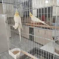 عروس هلندی لوتینو|پرنده|مشهد, منزل آباد|دیوار