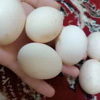 تخم مرغ  گلین و امروک‌ نطفه دار