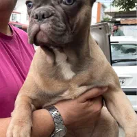 توله فرنچبولداگ