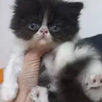 بچه گربه پرشین