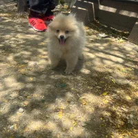 سگ پامرین عروسکی خرسی|سگ|ری, شهید غیوری (ابن باویه)|دیوار