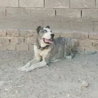 ماده خراسانی 9ماهه