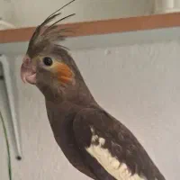 گمشده عروس‌هلندی