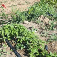 گوج|گل و گیاه طبیعی|سیروان, |دیوار