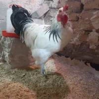 خروس برهما وخروس گلین