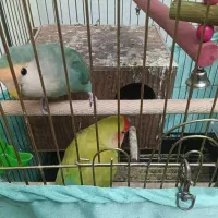 طوطی برزیلی ولد|پرنده|تهران, نیروی دریایی|دیوار