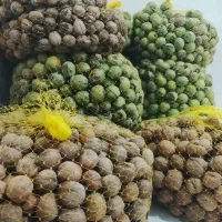 گردو پوست نازک