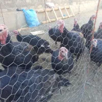 بوقلمون نروماده