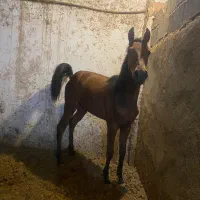 کره اسب کرد ۷ ماهه