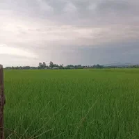 کلبه جنگلی منطقه سیاهمزگی شفت|فروش زمین و ملک کلنگی|شفت, |دیوار
