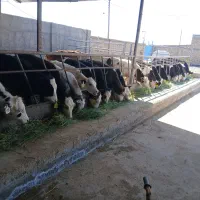 گوساله نر|حیوانات مزرعه|نیشابور, مازول|دیوار