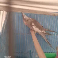 عروس هلندی|پرنده|مشهد, یاس|دیوار