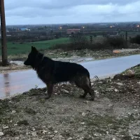 سگ ژرمن شولاین نر برای کش