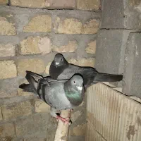 ۳ عدد کفتر  بفروش میرسد