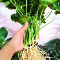 قلمه برگ انجیری فر