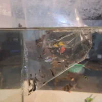 ماهی بچه گوپی