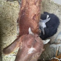 کهره ماده ونر