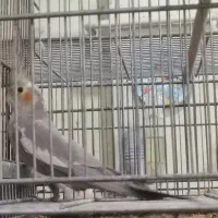 جووجه عروس3ماهه