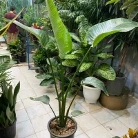 نخل نیکلای انواع گل گیاه اپارتمانی نیلا گالری|گل و گیاه طبیعی|لواسان, |دیوار