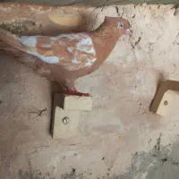 رنگی
