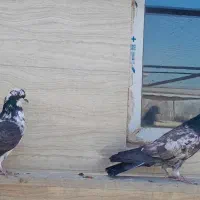 کفتر|پرنده|مشکیندشت, |دیوار