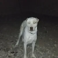 واگذاری سگ نگهبان