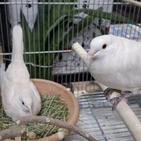 کبوتر خانگی آلبینو با جوجه|پرنده|تهران, المهدی|دیوار