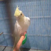 لوتینو معاوضه مرغ عشق