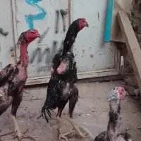 اوشامو خروس