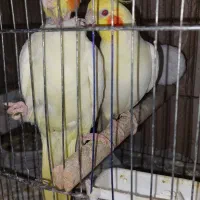 عروس هلندی با 4 تا جوجه|پرنده|محمدشهر, سیدآباد|دیوار