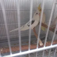 عروس هلندی از یک روز تا بالق