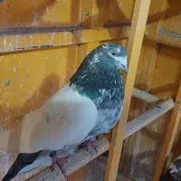کبوتر نر کله دم سبز