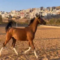 اسب دره شور دو سر چاپار