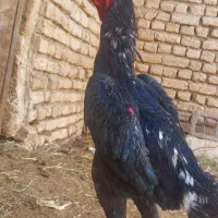 تخم درجه 1 لاری