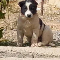 سه قلاده قدریجونی واگذاری