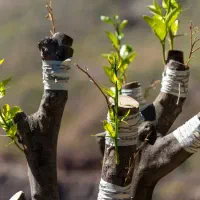 پیوند انواع درخت