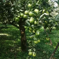 فروش پرتقال سردرختی