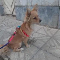 واگذاری سگ اشپیتز ماده دو ساله