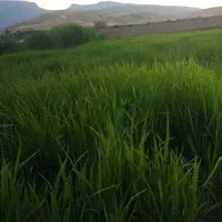 نشا چلتوک برنج تیولکی تولکی