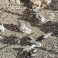 کبوتر کفتر تهرانی|پرنده|قرچک, زیبا شهر|دیوار