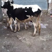 گاو و گوساله