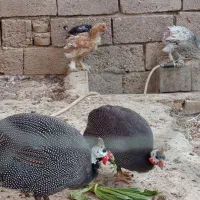 مرغ شاخدار|حیوانات مزرعه|طسوج, |دیوار