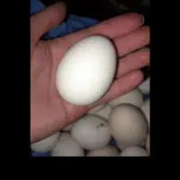 تخم مرغ محلی نطفه دار دونی۱۸روستاهستیم