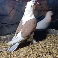 فقط تماس|پرنده|اهر, |دیوار