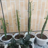 گل افوربیا و سانسوریا